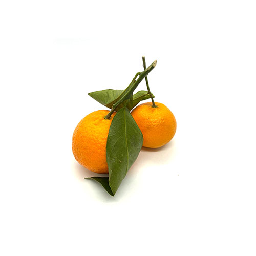 Leaf Clementine