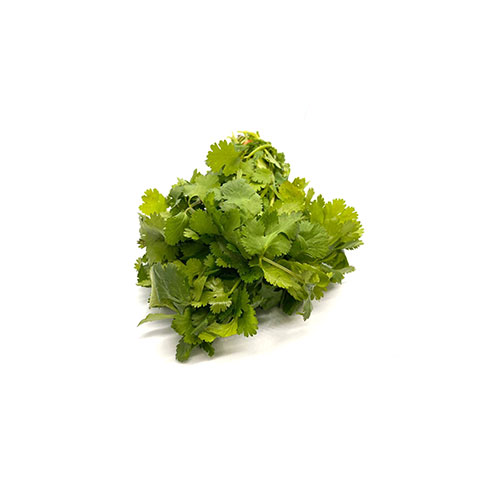 Cilantro