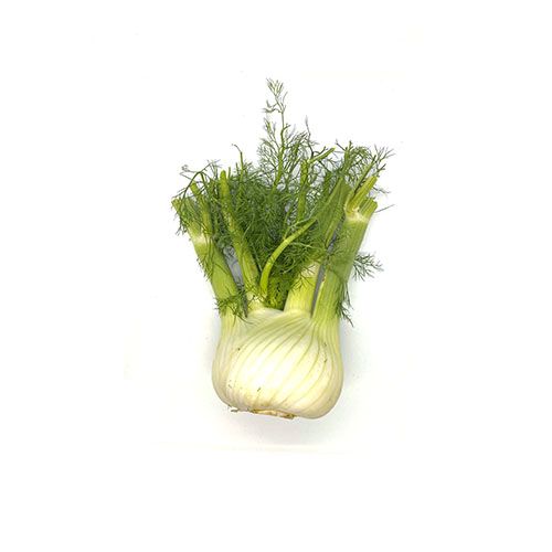 Fennel